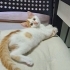 KAJU,ONU EVLAT BİLECEK MELEĞİNİ ARIYOR fotoğraf