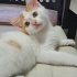 KAJU,ONU EVLAT BİLECEK MELEĞİNİ ARIYOR fotoğraf