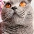 British Shorthair ücretsiz sahiplendirme fotoğraf