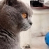 British Shorthair ücretsiz sahiplendirme fotoğraf