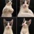 Sokaktan kurtardığımız Pembe buruna yuva arıyoruz 🥹 fotoğraf