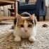 Çok magdur,sadece bir gözü az görüyor fotoğraf
