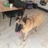 Kurt yuva arıyor fotoğraf