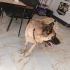 Kurt yuva arıyor fotoğraf