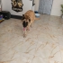 Kurt yuva arıyor fotoğraf