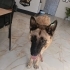 Kurt yuva arıyor fotoğraf