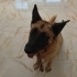 Kurt yuva arıyor fotoğraf