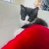 Ücretsiz 2 aylık yavruya ömürlük yuva (Lütfen açıklamayı okuyunuz) fotoğraf