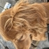 İngiliz Cocker Spaniel fotoğraf
