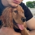 İngiliz Cocker Spaniel fotoğraf