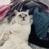 tayin çıktığı için acil sahiplendirme fotoğraf