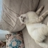 tayin çıktığı için acil sahiplendirme fotoğraf