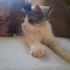 Norveç orman kedisi Hugo fotoğraf