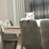 Ücretsiz British shorthair kısırlaştırılmış Gebze fotoğraf