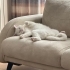 Ücretsiz British shorthair kısırlaştırılmış Gebze fotoğraf