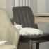 Ücretsiz British shorthair kısırlaştırılmış Gebze fotoğraf