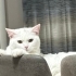 Ücretsiz British shorthair kısırlaştırılmış Gebze fotoğraf