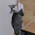 British Shorthair melezi yavru fotoğraf