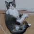 British Shorthair melezi yavru fotoğraf