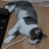 British Shorthair melezi yavru fotoğraf