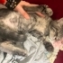 Acil 2,5 aylık sevecen kedi fotoğraf