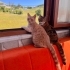 Badem ve Karamel İki Kardeş fotoğraf