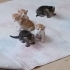 Tatlı tatlı 5 minik kardeş yuva arıyor fotoğraf