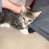 Acil ilan 2,5 aylık Minos bir kedi fotoğraf