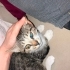 Acil ilan 2,5 aylık Minos bir kedi fotoğraf