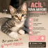 Acil ilan 2,5 aylık Minos bir kedi fotoğraf