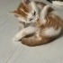 Acil 2,5 aylık hareketli bir kral sarman fotoğraf