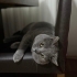 ÜCRETSİZ BRİTİSH SHORTHAİR fotoğraf