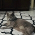 ÜCRETSİZ BRİTİSH SHORTHAİR fotoğraf