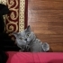 ÜCRETSİZ BRİTİSH SHORTHAİR fotoğraf