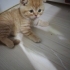 Scotish Fold Erkek Yavru Kedi fotoğraf
