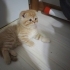 Scotish Fold Erkek Yavru Kedi fotoğraf