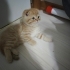 Scotish Fold Erkek Yavru Kedi fotoğraf