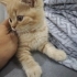 Scotish Straight Yavru Erkek Kedi fotoğraf