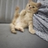 Scotish Straight Yavru Erkek Kedi fotoğraf