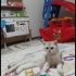 2 YAŞINDA DİŞİ KISIR ÖMÜRLÜK YUVA fotoğraf