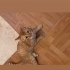 TEK PATİSİ ENGELLİ SARMANA ACİL YUVA fotoğraf
