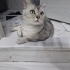 Balıkesir içi yuva arıyoruz fotoğraf