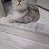 Balıkesir içi yuva arıyoruz fotoğraf