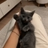 2aylık kızımıza yuva arıyoruz fotoğraf