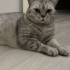 Ev kedisi british shorthair fotoğraf