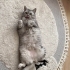 Ev kedisi british shorthair fotoğraf