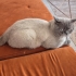 OGLUMUZA  ACİL YUVA fotoğraf