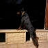 Saf Kan DOBERMAN fotoğraf