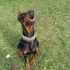 Saf Kan DOBERMAN fotoğraf