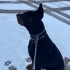 Saf Kan DOBERMAN fotoğraf